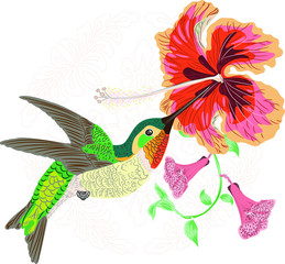 hummingbird and hibiscus trumpet flower buttflies