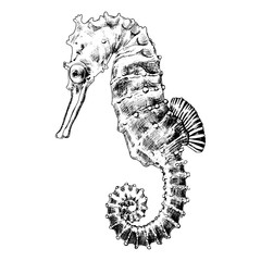 Sea Horse. Graphic print © Lana