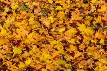 Autumn. A carpet of yellow and red maple leaves on the grass. Yellow maple leaves lie after the rain