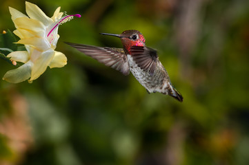 Fototapeta na wymiar Anna's Hummingbird (Calypte anna) male in garden, Los Angeles, California, USA