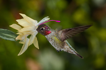 Anna's Hummingbird (Calypte anna) male in garden, Los Angeles, California, USA