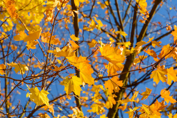 Autumn. Yellow and red maple leaves on the tree. Multicolored maple leaves hang in the sun