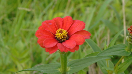 red poppy in the garden