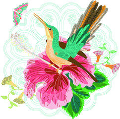 Blue hummingbird and hibiscus trumpet flower buttflies