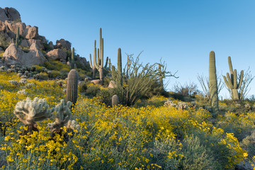 Sagauro Cactus and other Cacti, Sonoran Desert Spring Blossoms on a hillside
