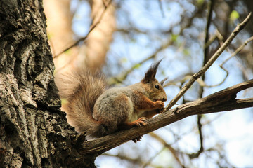 Wild squirrel with a fluffy tail sits on a tree eating.