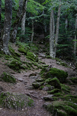 Fototapeta na wymiar Stone with moss deep in the rainforest