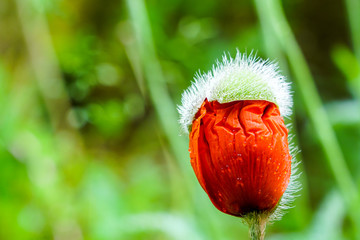 almost bloomed poppy flower bud on green blurred background