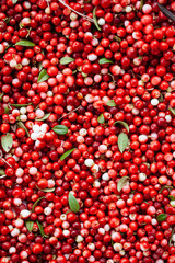Red ripe berries of a cowberry (lingonberry, Vaccinium vitis-idaea, partridgeberry) with green leaves.