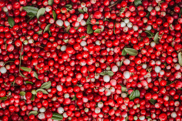 Red ripe berries of a cowberry (lingonberry, Vaccinium vitis-idaea, partridgeberry) with green leaves.