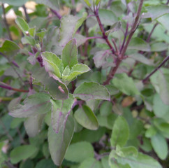 green leaves on a branch of plant growing in garden