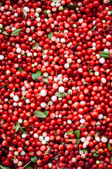 Red ripe berries of a cowberry (lingonberry, Vaccinium vitis-idaea, partridgeberry) with green leaves.