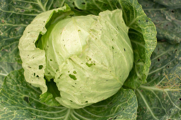 Fototapeta premium Head of cabbage in the garden, leaves with holes, eaten by pests