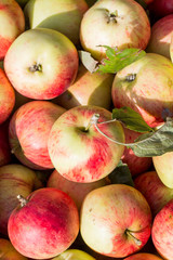 Apples closeup. The harvest of apples.