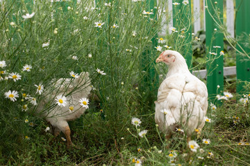 Chicken broilers. Poultry farm. White chick walkinng in a farm garden.