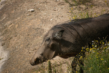 Closeup shot of a warthog in Osnabruck's zoo, Germany