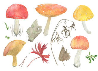 Watercolor painting forest set with mushrooms and dry grass, leaves isolated on white