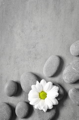Flat lay composition with spa stones and flower on grey background.