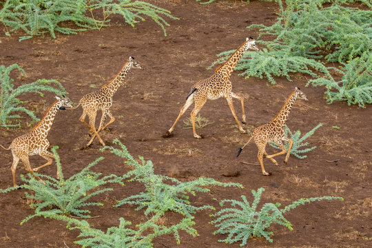 Africa, Kenya, Shompole, Aerial view herd of Giraffes (Giraffa camelopardalis) running in Shompole Conservancy in Rift Valley