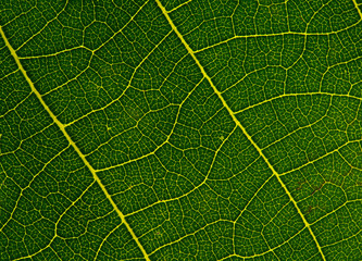 Blattmaserung (Makro)