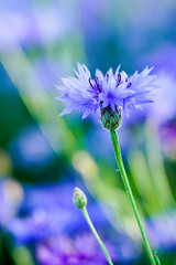 blooming blue cornflower in the garden on a blurred background