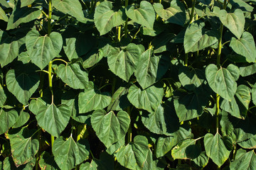 wall of large green sunflower leaves in summertime