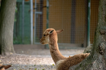 Cute Vicuna next to a tree