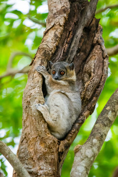 Madagascar, Berenty, Berenty Reserve. White-footed sportive lemur (Lepilemur leucopus) in a tree.