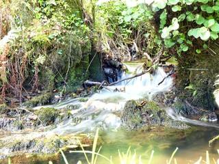 frog in the pond