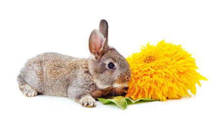 One gray rabbit with sunflower.