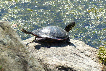 Obraz premium Tortue