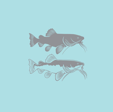 recommend clip art: Catfish. Vector illustration  that allows the image to be used in small sizes (in packaging design, decoration, educational graphics, etc.)