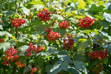 Viburnum opulus berries and leaves outdoor in autumn fall.