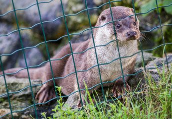 Nutria europea asomando tras la verja en un zoológico.