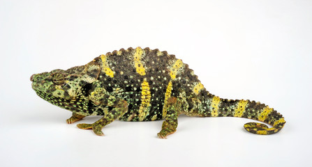 Meller's chameleon / Mellers Riesenchamäleon (Trioceros melleri) © bennytrapp