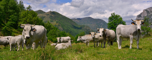 Panoramique troupeau de vaches ariegeoises en alpage des Pyrénées, Ariège en Occitanie, France