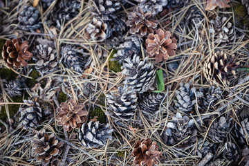 Ausflug in die Westruper Heide bei Haltern