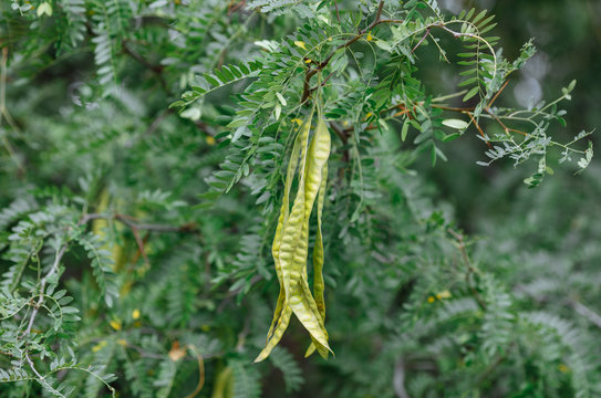 Wild acacia seeds on the tree