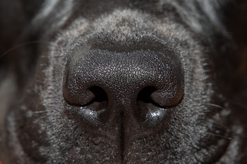 Macro photo, black labrador nose close-up (selective focus)