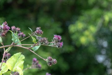 Thistle flower on green meadow, soft photo