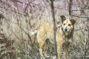 Cute homeless dogs in thickets near old railroad tracks. Gloomy cloudy autumn day.
