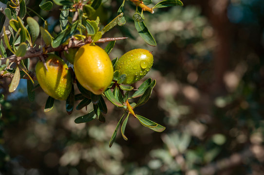 close-up of the fruit of the argan tree, its oil used in cosmetics, pharmacy and medicine