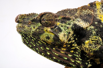 Meller's chameleon / Mellers Riesenchamäleon (Trioceros melleri) © bennytrapp