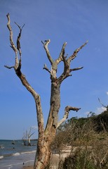 Thoughts like driftwood reach toward the sky