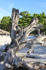 Fototapeta na wymiar Driftwood ashore
