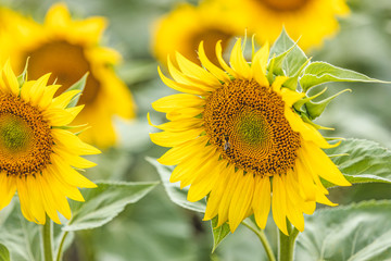 Fototapeta premium Yellow sunflowers close up. Field of sunflowers, beautiful nature rural landscape. Farm field idyllic scene