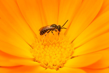 A wild bee collects nectar on a flower.