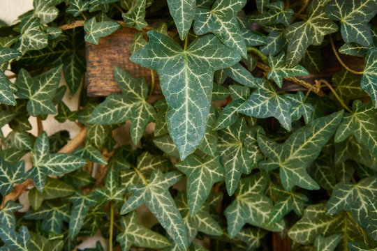 Ivi leaves full frame