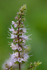 Mint flower in the summer garden