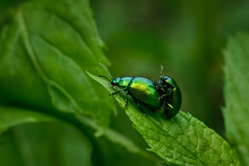 Reproduction of beetles of the species CHRYSOLINA HERBACEA